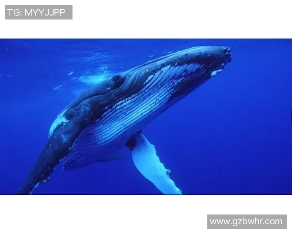 鸟栖沙岩与名古屋鲸八激战正酣比分悬念引发球迷热议